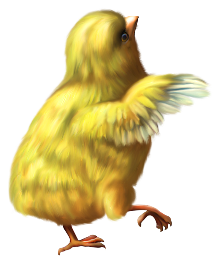 Pollo png 12