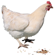 Chicken PNG 2