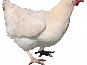 Ayam png 2