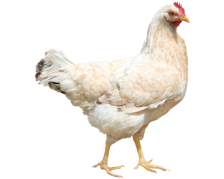 Pollo png 3