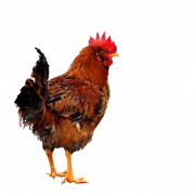 Chicken PNG 5