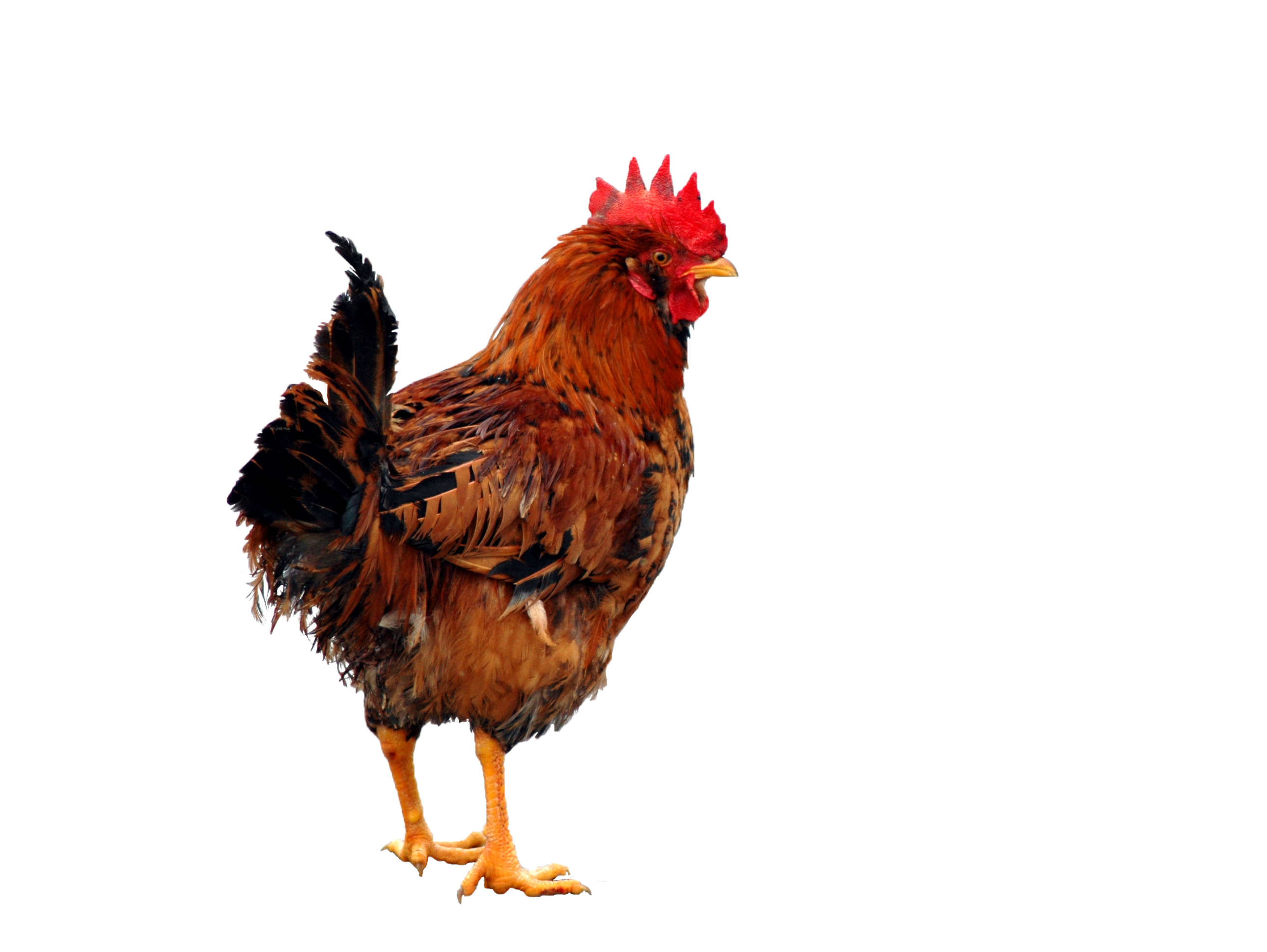Pollo png 5