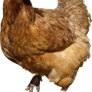Chicken PNG 6