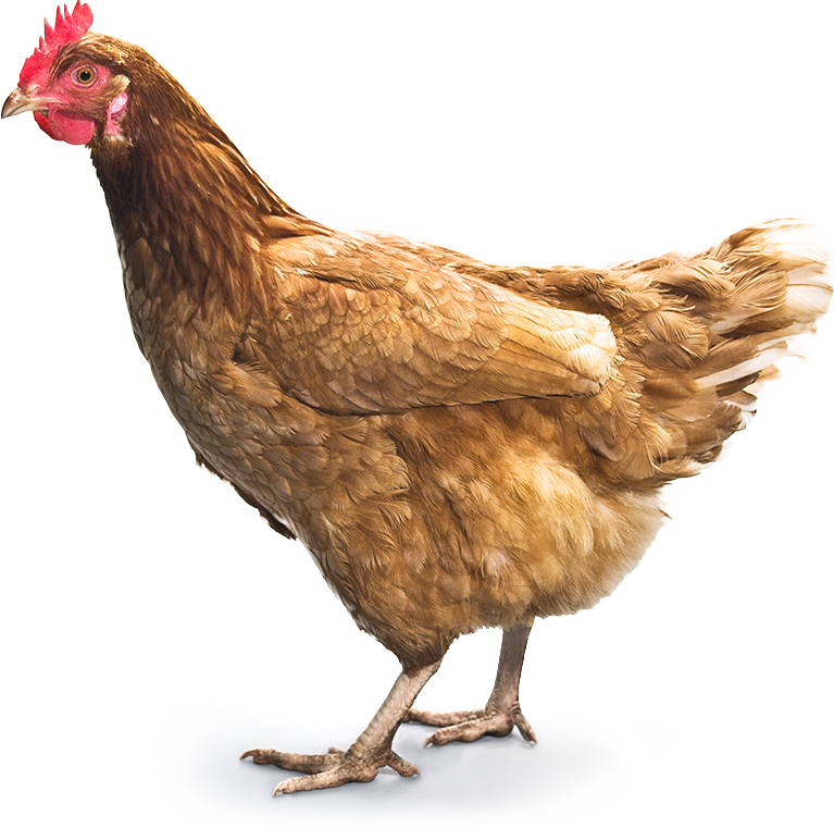 Chicken PNG 7