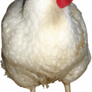 Chicken PNG 9
