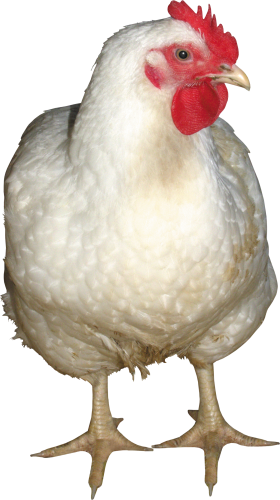 Pollo PNG 9