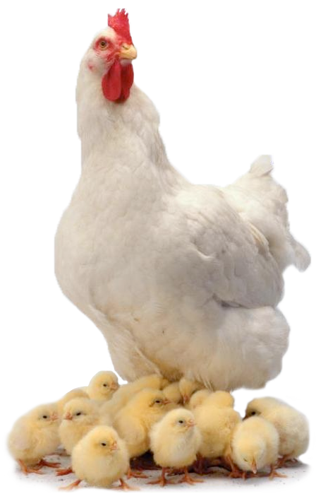 PNG di pollo