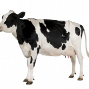 Cow PNG 11