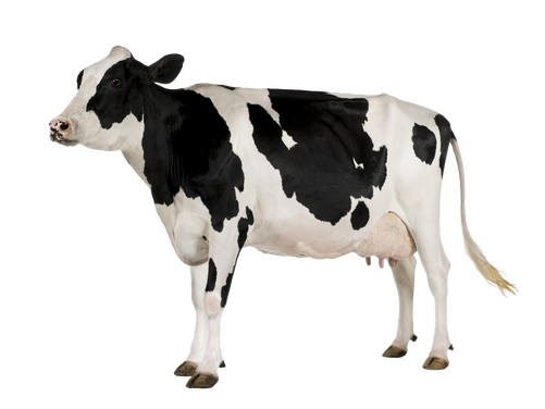 Cow PNG 11
