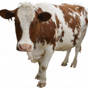 Cow PNG