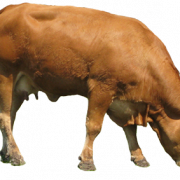 Cow PNG 3