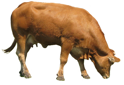 Vaca PNG 3