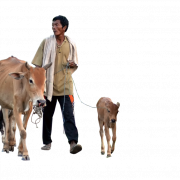 Mucca png 4