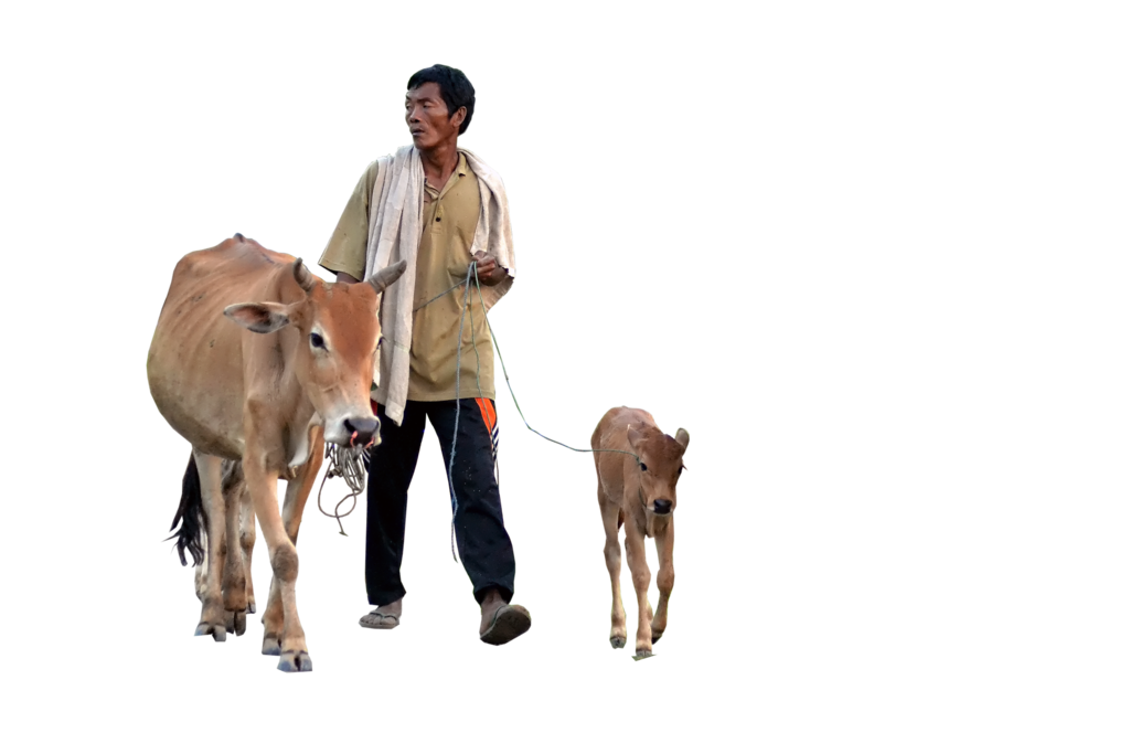Cow PNG 4