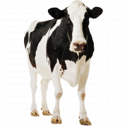 Cow PNG 5