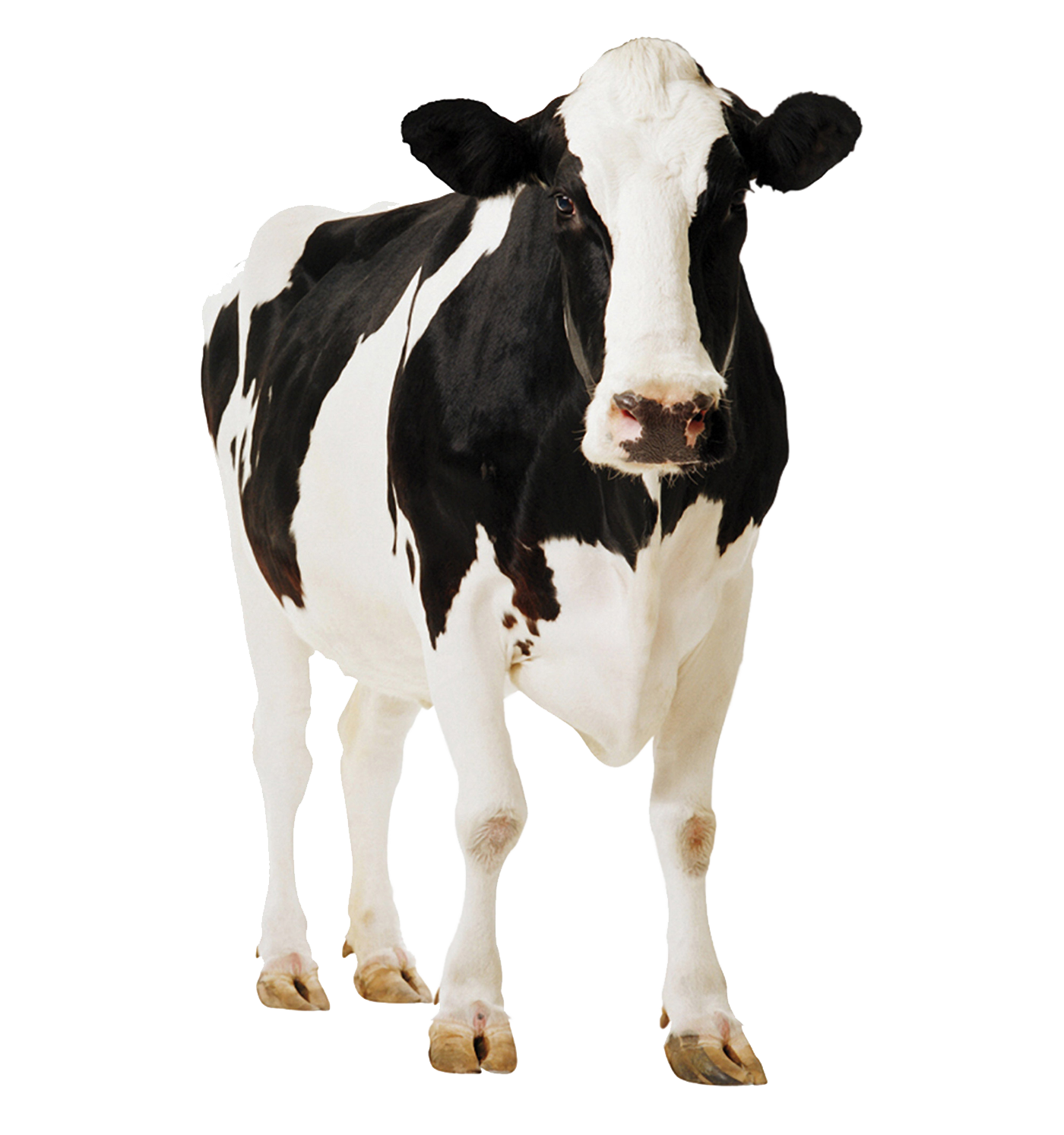 Cow PNG 5