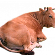 วัว PNG 6