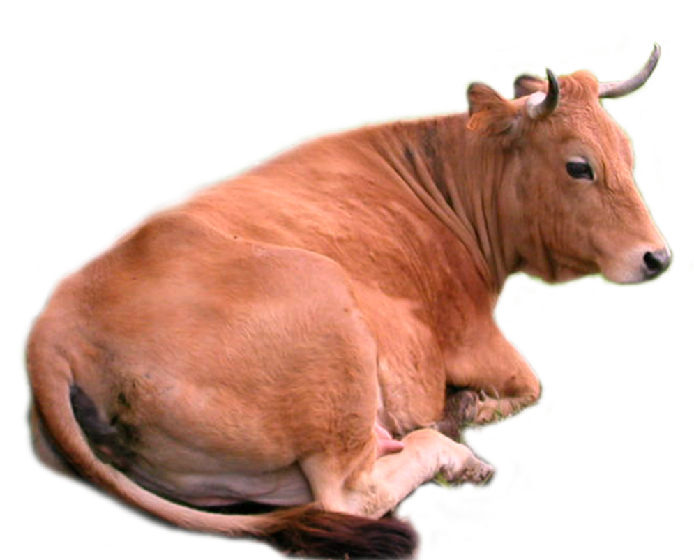 Vaca PNG 6