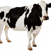 Cow PNG 7