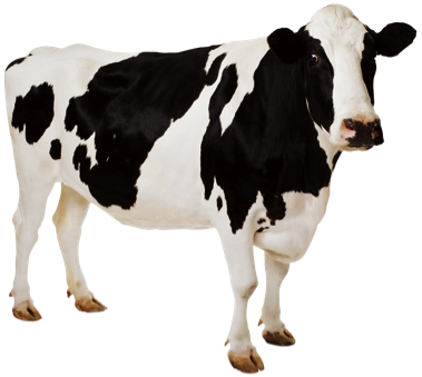 Cow PNG 7