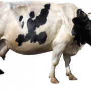 Cow PNG 8