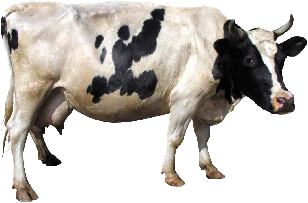 Vaca PNG 8