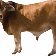 Корова Png 9
