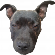 Doge Head Transparent