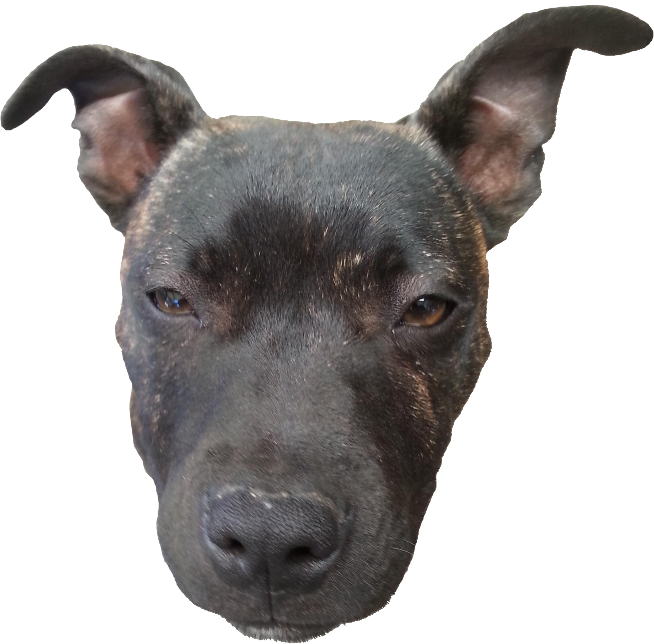 Doge Head Transparent