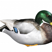 Canard PNG