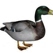 Canard png 2