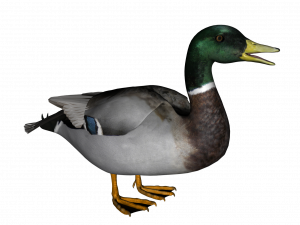 Duck PNG 2