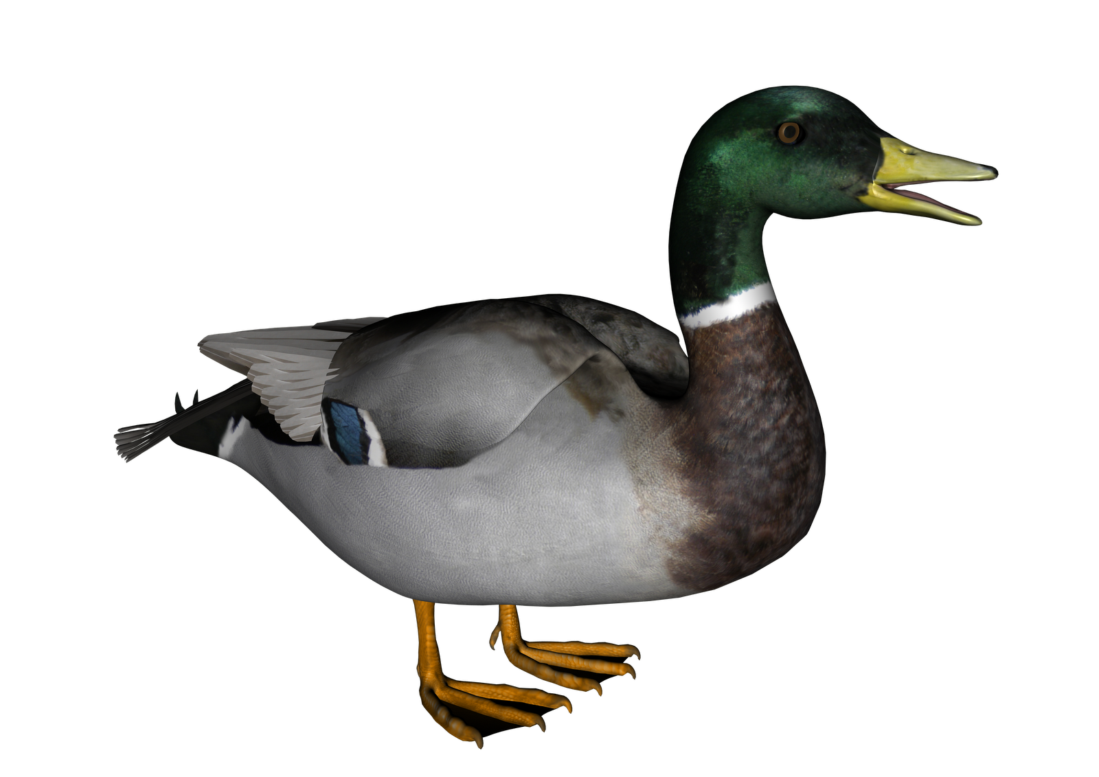 Duck PNG 2