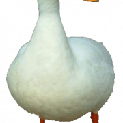 Pato png 3