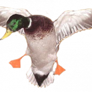 Pato png 7
