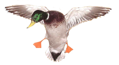 Duck Png 7