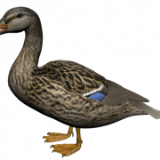 Pato png 8