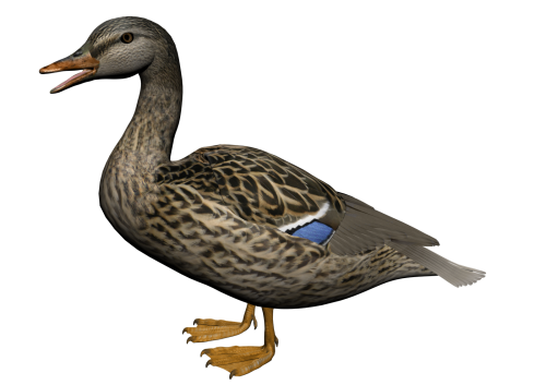 Duck PNG 8