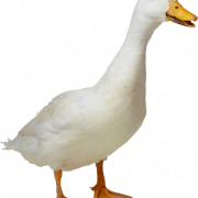 Duck PNG 9