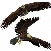 Eagle PNG 10