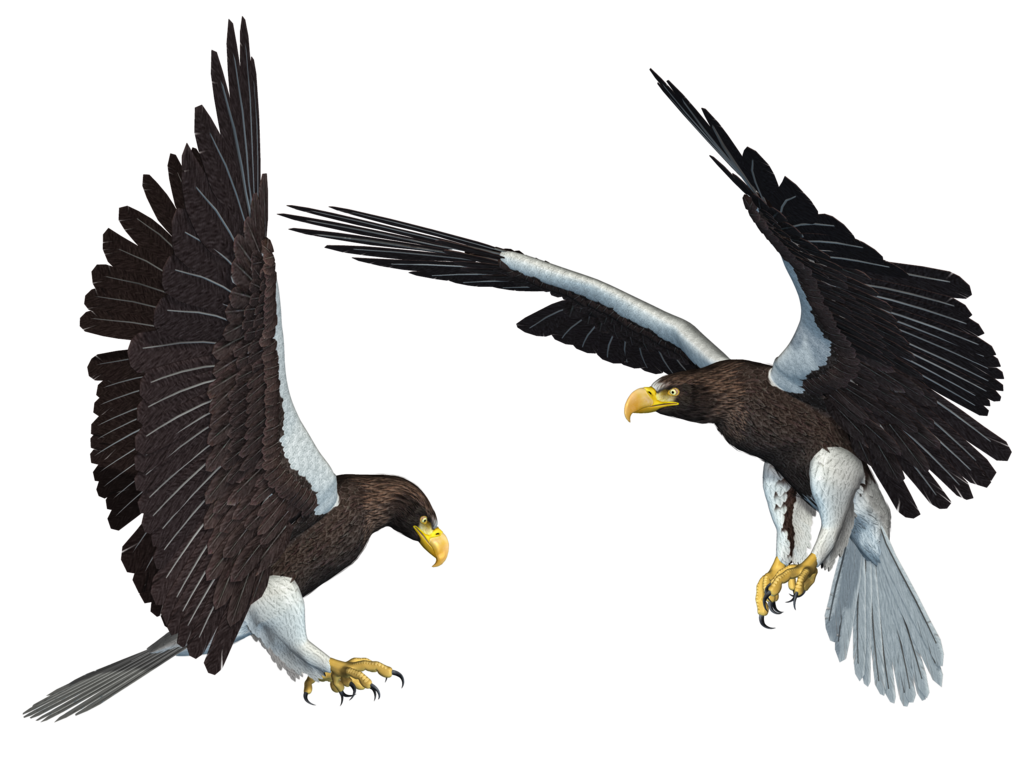 Eagle PNG 11