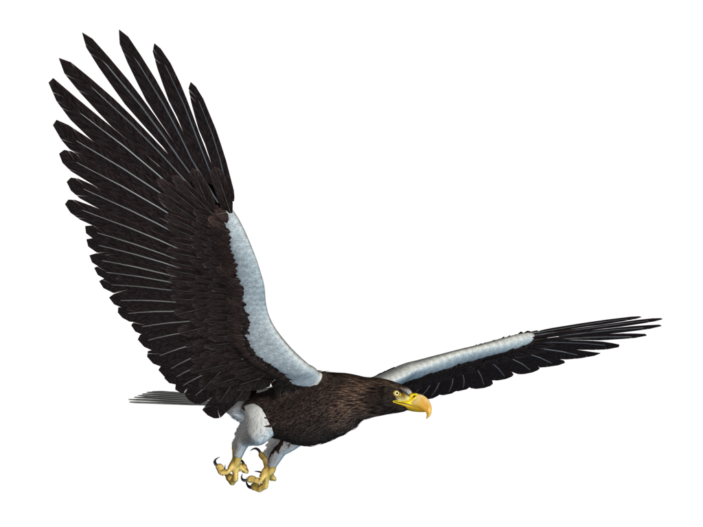 Eagle PNG 12