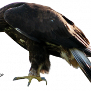 Eagle PNG 2