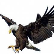 Eagle PNG 3