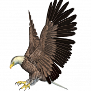 Eagle PNG 4