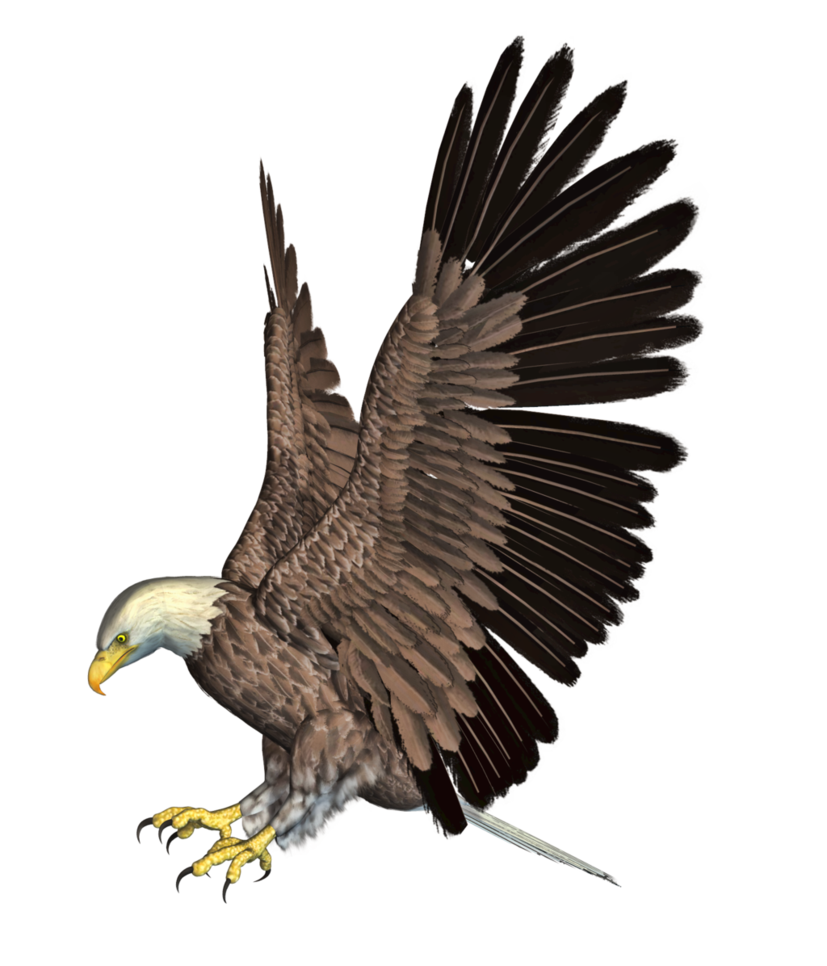Eagle PNG 4