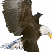 Eagle PNG 6