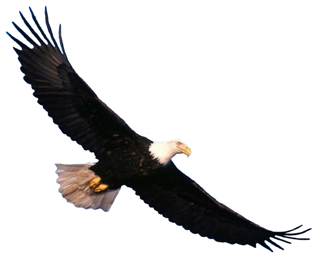 Eagle PNG 7