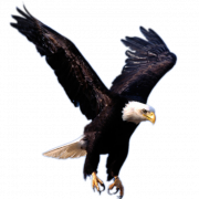 Eagle PNG 8
