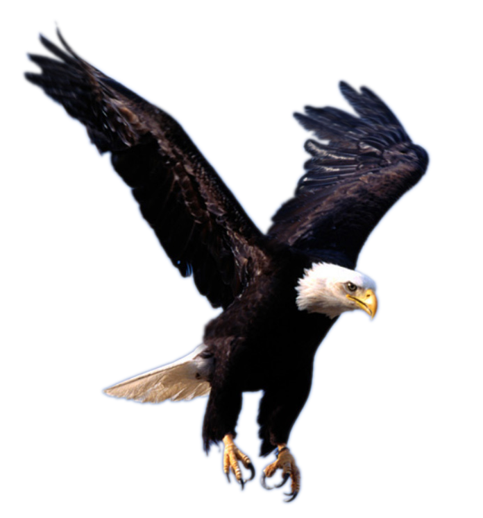 Eagle PNG 8